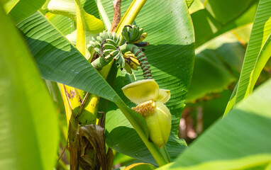 Small green fruits of bananas on a plant