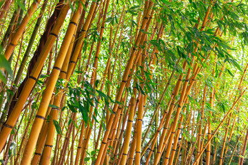 Thickets of bamboo in tropical nature