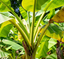Green banana leaves in tropical nature