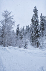 Naklejka premium Winter forest road under heavy snow on the bank of Teletskoe lake. Iogach, Siberia, Russia
