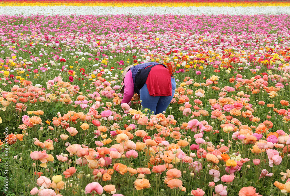 Canvas Prints worker in ranunculus field