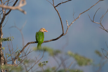 Lineated barbet or Psilopogon lineatus observed in Rongtong in West Bengal India