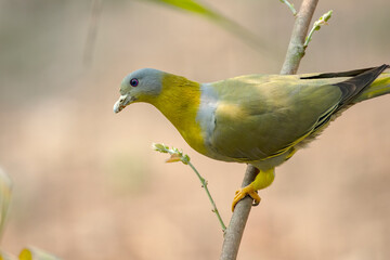 A Yellow Footed Green Pigeon on a tree.