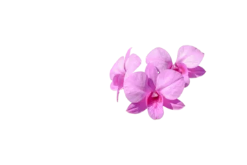 Türaufkleber Pink orchid flower isolated on white background with clipping path for design. © InfinitePhoto
