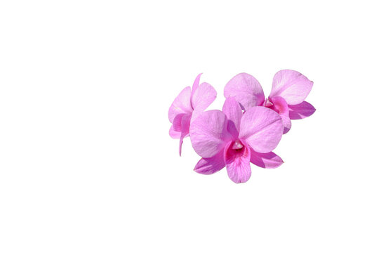 Pink orchid flower isolated on white background with clipping path for design.