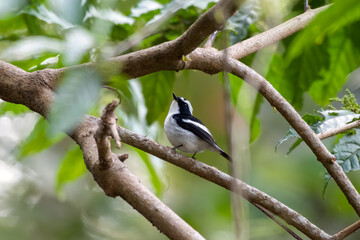Little pied flycatcher or Ficedula westermanni observed in Rongtong in India