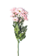 gerbera flowers on white background