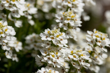 white flowers in the garden