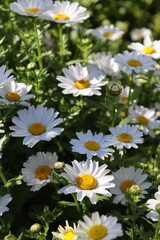 daisies in the Spring season in Istanbul Gulhane Park