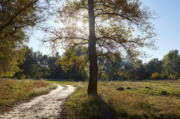 Road in forest against the sky and meadows. Beautiful landscape of trees and blue sky background