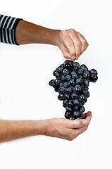 Men's hand holding a bunch of grapes isolated white background. Branch of ripe blue grape, space for text