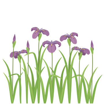 花菖蒲　紫1