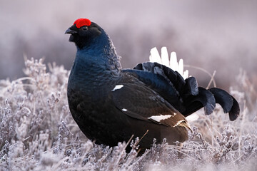 Black grouse in the frosty bog scenery at sunrise