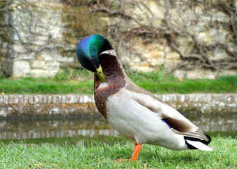 A Duck Preening his Feathers