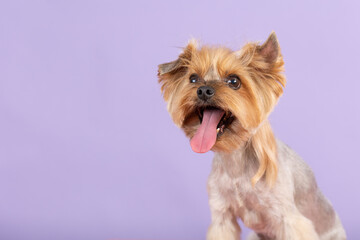 Portrait of Yorkshire Terrier with its tongue hanging out. Photographed close-up. lilac background