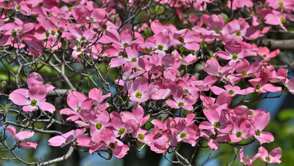 ハナミズキの花