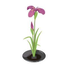 花菖蒲　赤紫　生花