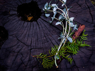 Assorted Bouquet of Eucalyptus Leaves, Bark and Greenery Displayed Atop a Dark Eucalyptus Tree Trunk Dampened by the Rain
