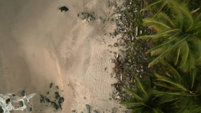 Drone Descending Over Tropical Beach With Breaking Waves And Palm Trees In Playa De Barro, San Pancho, Mexico. Aerial Shot