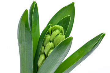 Hiacynt makro przed zakwitnięciem  © Paweł Kacperek