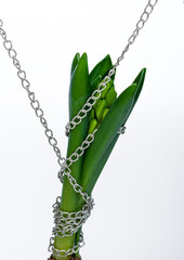 Zielone liście hiacynta splątane przez łańcuch  © Paweł Kacperek