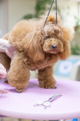 poodle hairstyle. The girl is combing the dog. Pet grooming. Animal on a groomer salon background