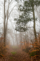Waldweg bei Nebelwetter