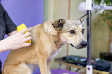 Groomer combing dog hair dog. Female groomer haircut yard dog in the beauty salon for dogs.