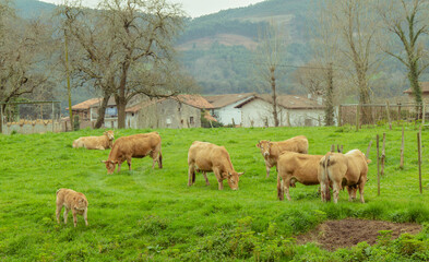 Naklejka na ściany i meble Group of cows on field with country houses in background. Cantabria, Spain