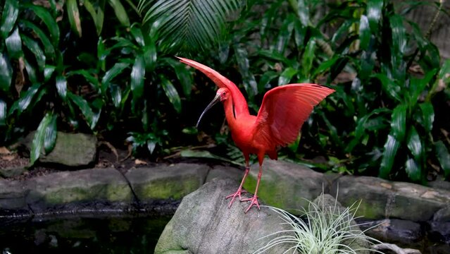 The scarlet ibis Eudocimus ruber is a species of ibis in bird family Threskiornithidae. It inhabits tropical South America and part of the Caribbean Vancouver Aquarium, BC, Canada