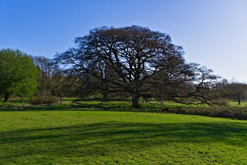 Obraz na płótnie Canvas tree in the park