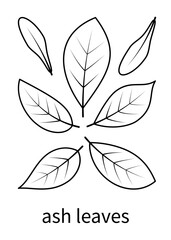 Ash leaves and ash fruits vector linear icons. Isolated collection of ash leaves line icon on white background.