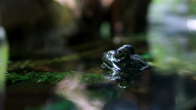 Vancouver Aquarium Canada British Columbia African Bullfrog Mating On Water Surface In Central Kalahari, Botswana. Closeup. High quality 4k footage