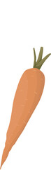 Carrot. Fresh vector illustration. A set of vegetables