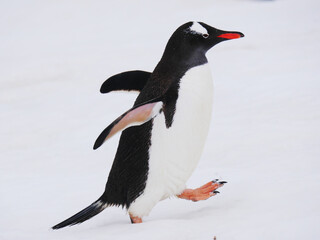 Gentoo Penguin on the Antarctic Peninsular.