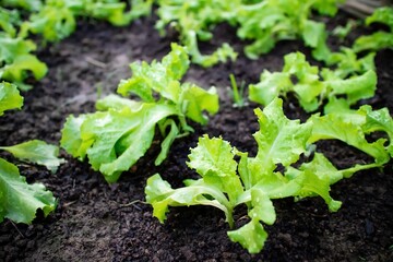 Fresh leaves of green baby lettuce growing in organic farm, vegetable salad. Healthy food.