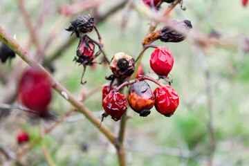 A wrinkled rosehip from frost on a branch. Fruits of berries spoil from frost spoiled