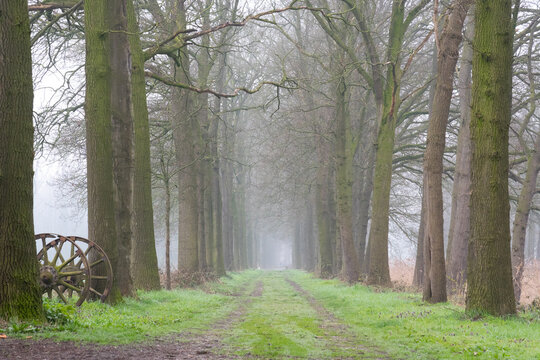 Misty path through the forest