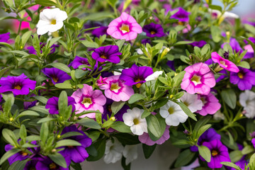 Colorful Calibrachoa or bell flower in flowerpot. Seasonal flowers