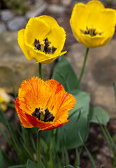 Fototapeta premium Yellow and orange tulips flowers blooming in a garden
