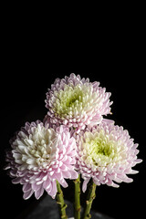 chrysanthemum on a black background