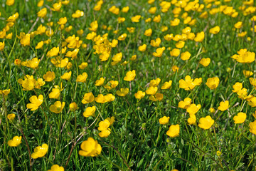 Fototapeta premium Scharfer Hahnenfuß, Ranunculus acris, im Frühling