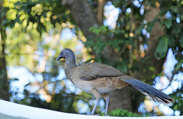 West Mexican Chachalaca