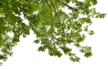 Branches with green leaves for decoration, foreground nature concept isolated on transparent background.
