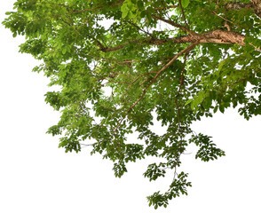 Branches with green leaves for decoration, foreground nature concept isolated on transparent background.