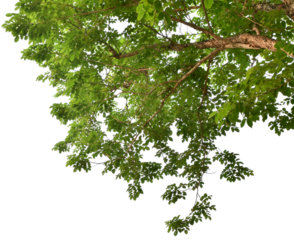 Branches with green leaves for decoration, foreground nature concept isolated on transparent background.