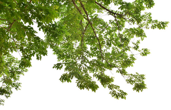Branches with green leaves for decoration, foreground nature concept isolated on transparent background.