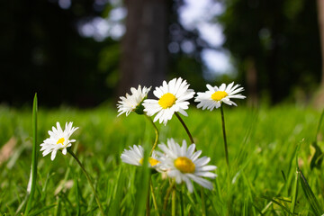 White daisies blooms growing on a green lawn in fresh grass view at ground level. Spring desktop wallpaper. Nature's rebirth concept. Summer park background. Wild camomile flower blooming.