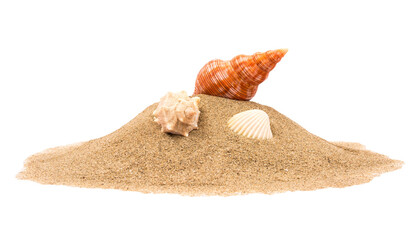 Isolated seashell on sand - obrazy, fototapety, plakaty