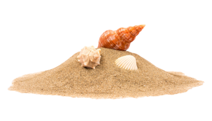 Isolated seashell on sand